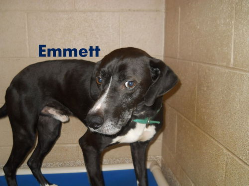 Emmett