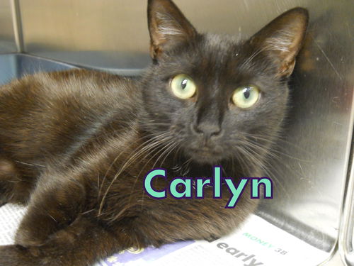 Carlyn