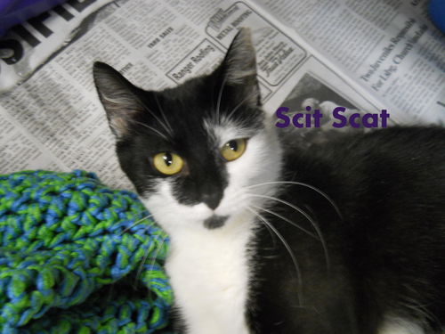 Scit Scat