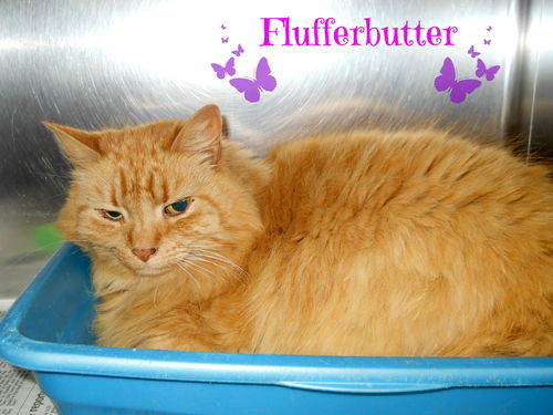 FlufferButter