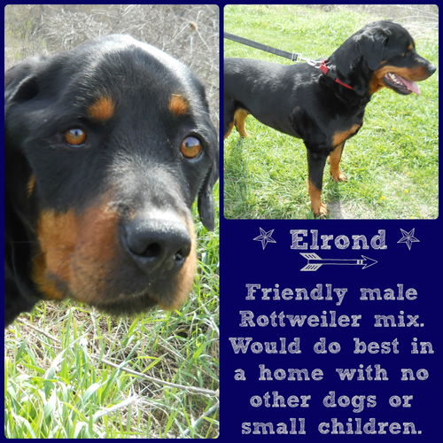Elrond