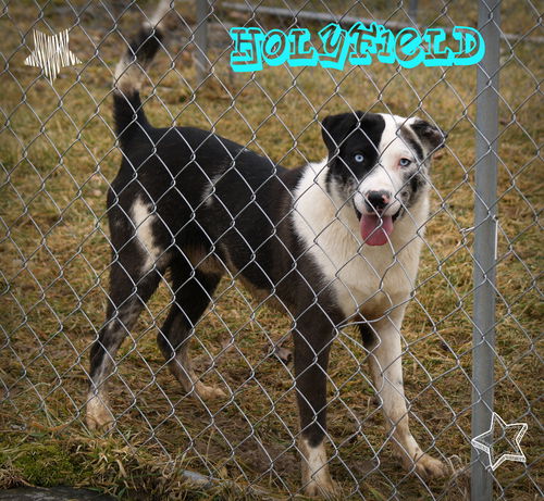 Holyfield