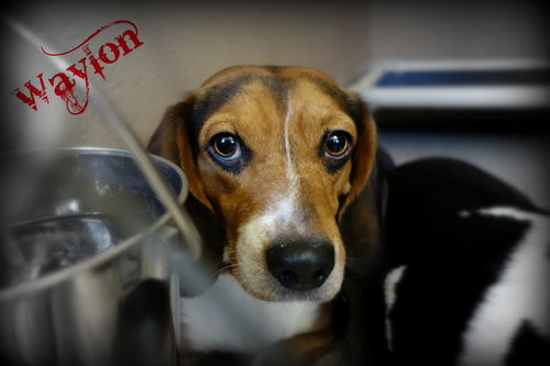 Waylon