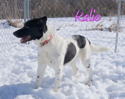 Kalie