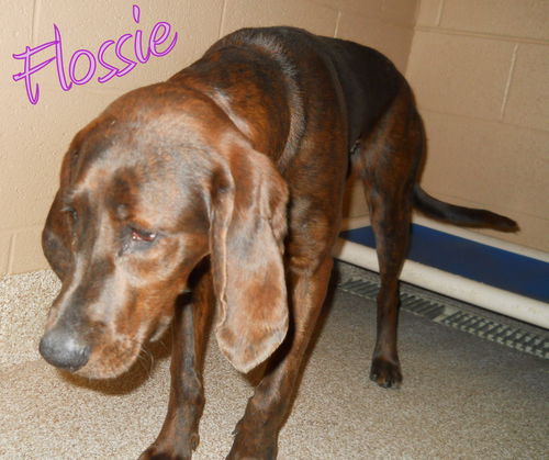 Flossie