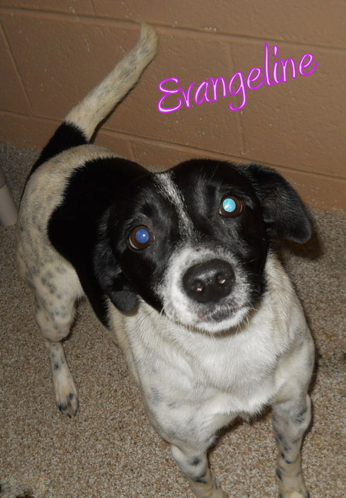 Evangeline