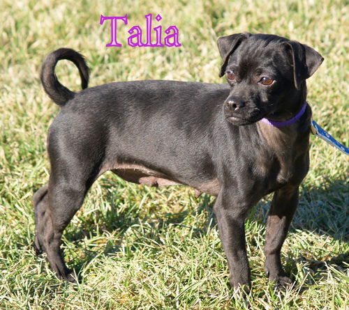 Talia