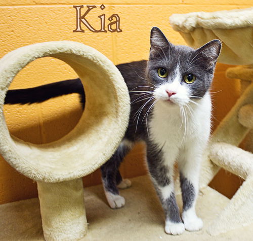 Kia