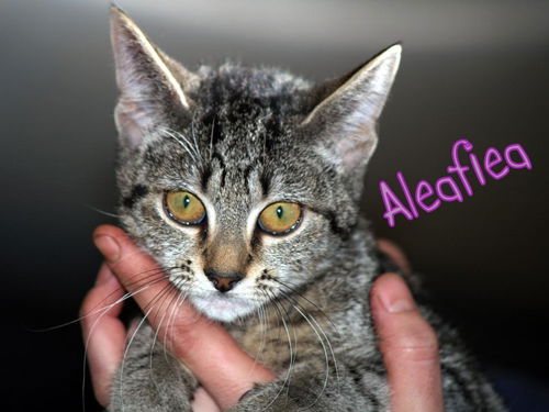 Aleafiea