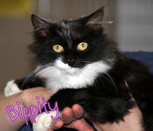Bippity