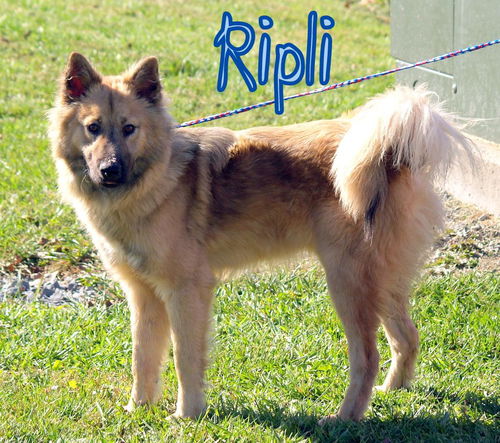 Ripli