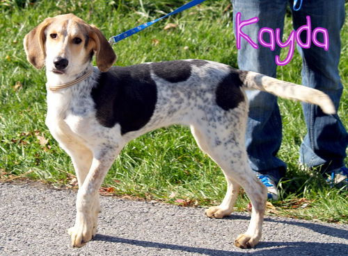 Kayda