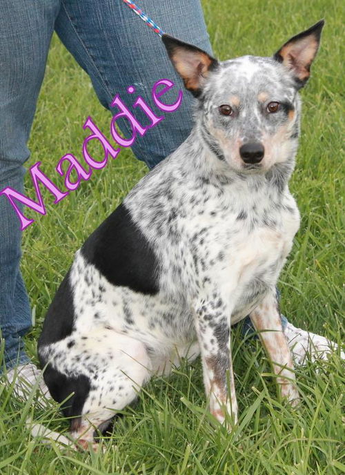 Maddie
