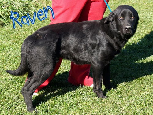 Raven