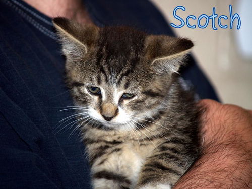 Scotch