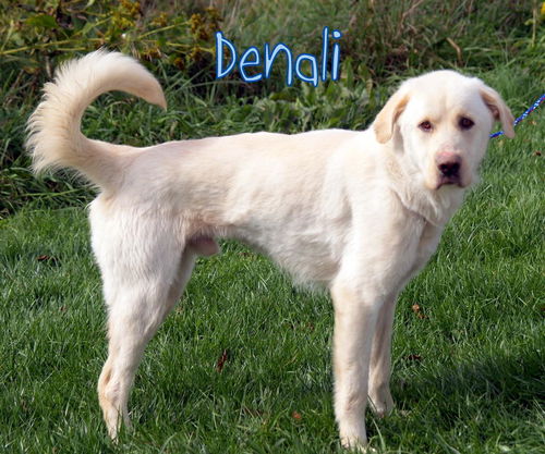 Denali