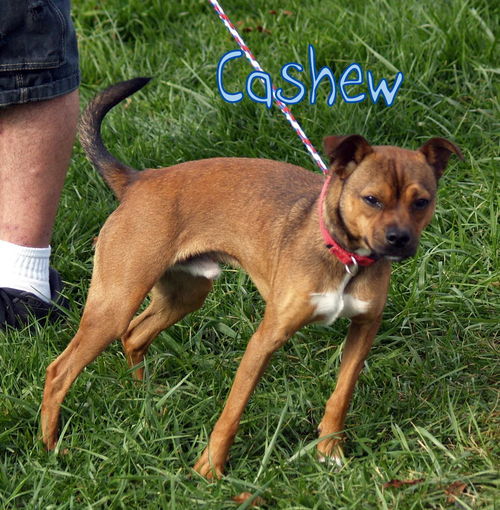 Cashew