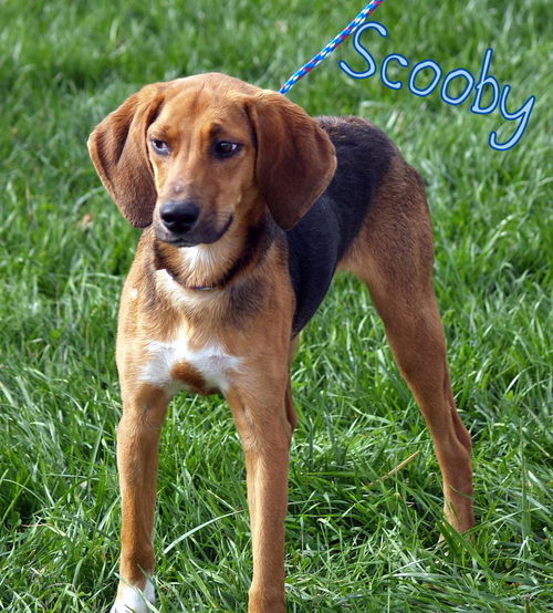 Scooby