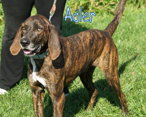 Adler