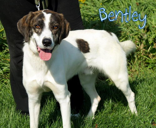 Bentley