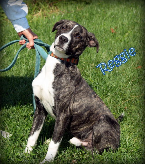 Reggie