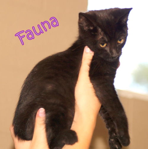 Fauna
