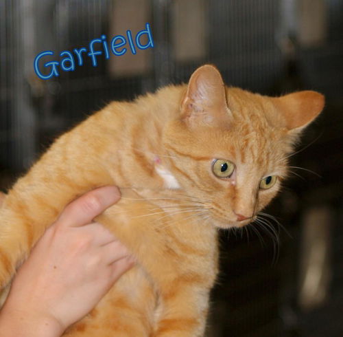 Garfield