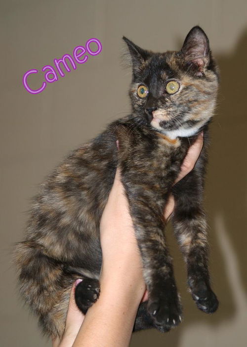 Cameo