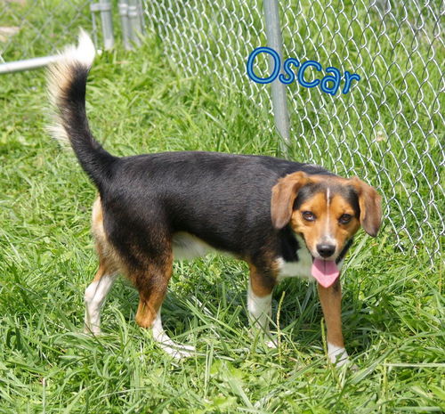 Oscar