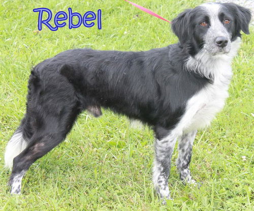 Rebel