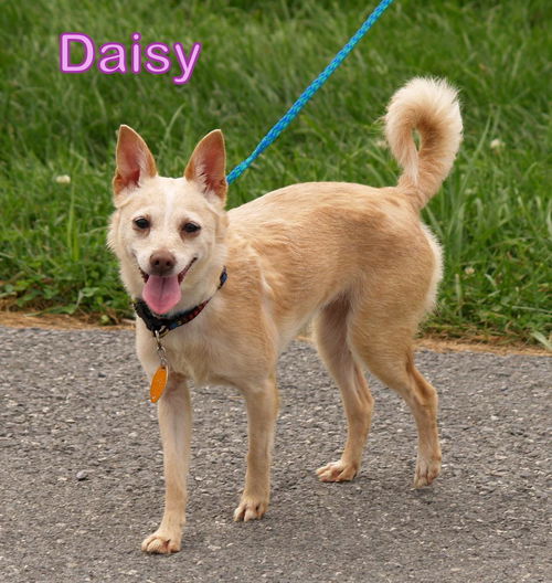 Daisy