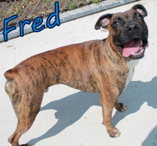 Fred