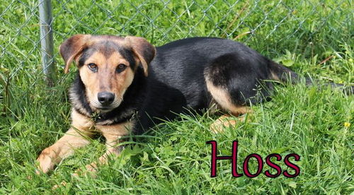 Hoss