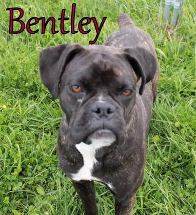 Bentley