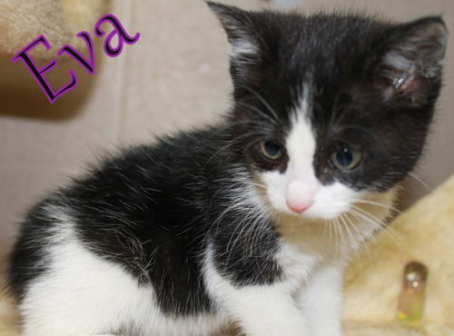 Eva
