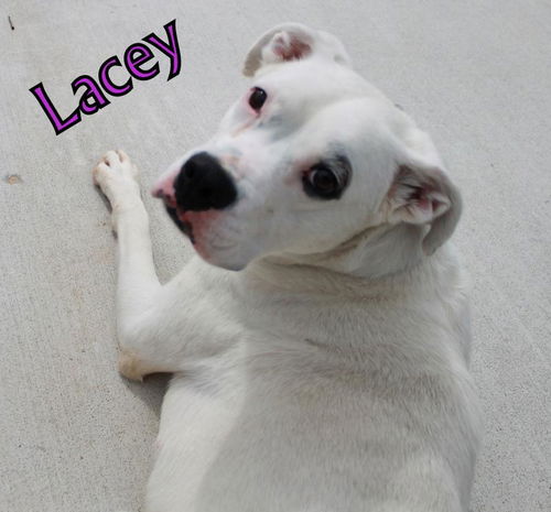 Lacey