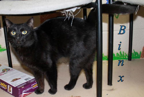 Binx