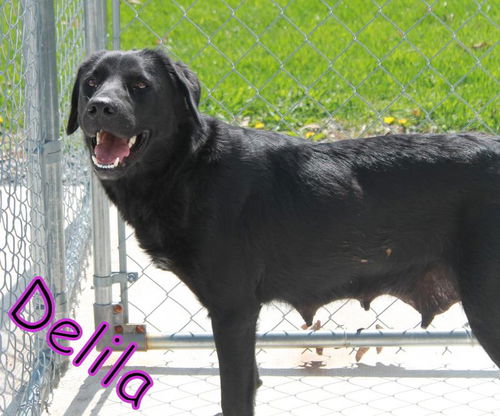 Delila