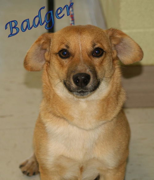 Badger