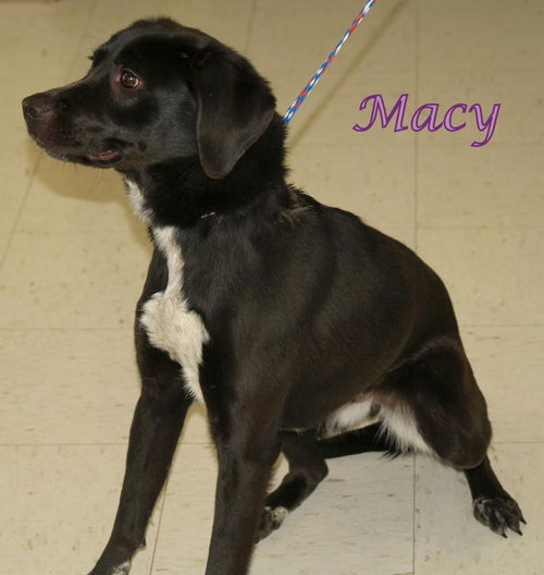 Macy
