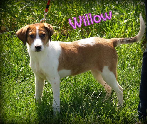Willow