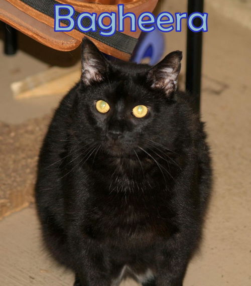 Bagheera