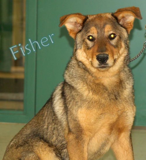 Fisher