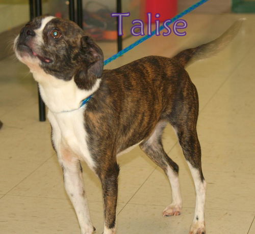 Talise