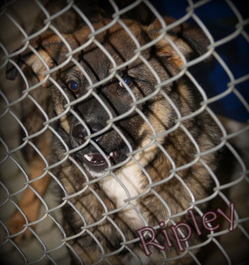 Ripley