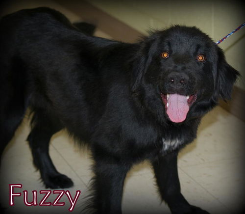 Fuzzy