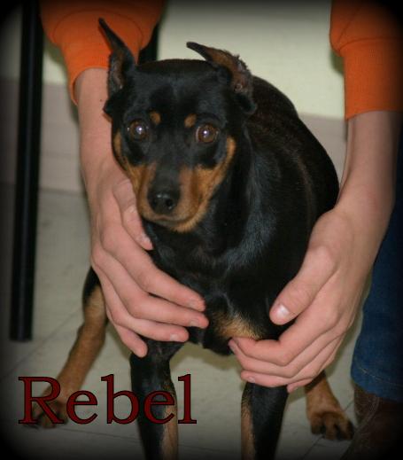 Rebel