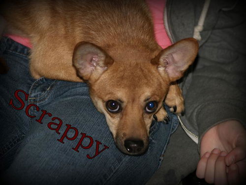 Scrappy