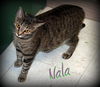 Nala