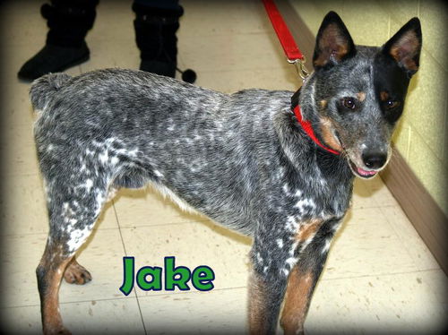 Jake